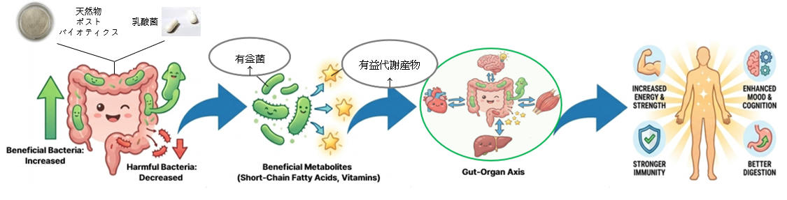 機能性発現